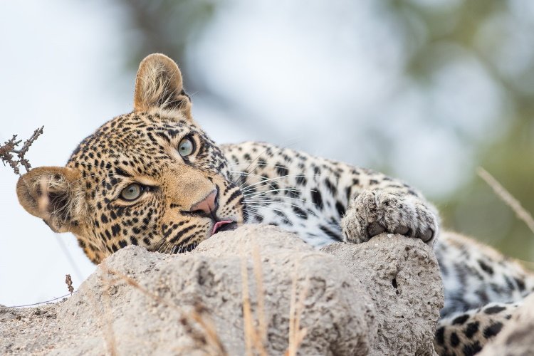wandelreis zuid-afrika kruger np leopard.jpg