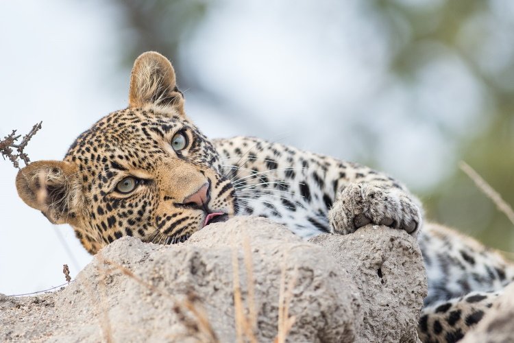Klik op de afbeelding voor een vergroting wandelreis zuid-afrika kruger np leopard.jpg