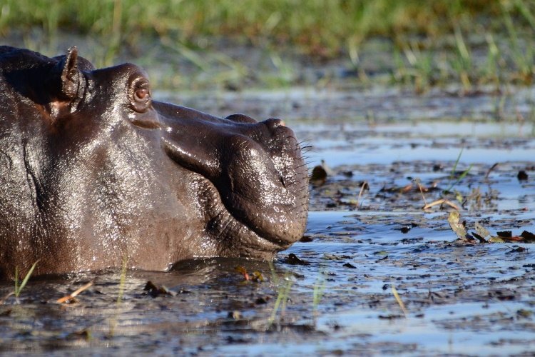 Klik op de afbeelding voor een vergroting hippo chobe 015.jpg