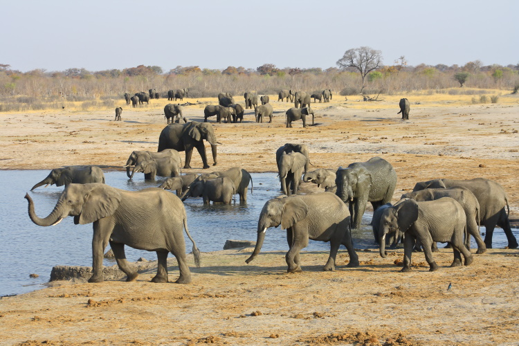 zimbabwe hwange np.jpg