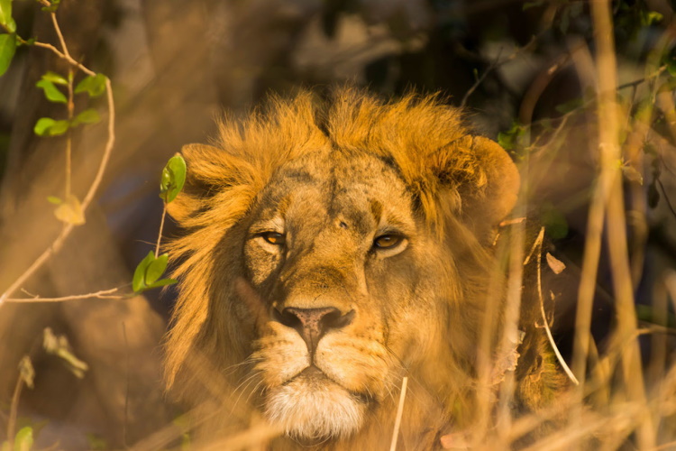 kafue national park.jpg