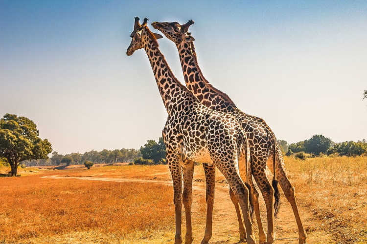 south luangwa national park 0891.jpg