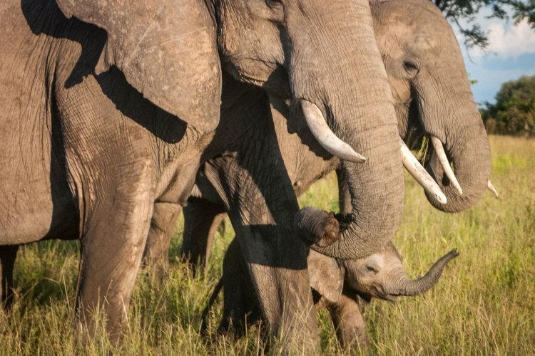 Klik op de afbeelding voor een vergroting south luangwa national park olifanten.jpg