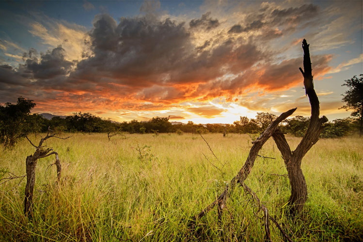 karongwe chisomo safari bush.jpg