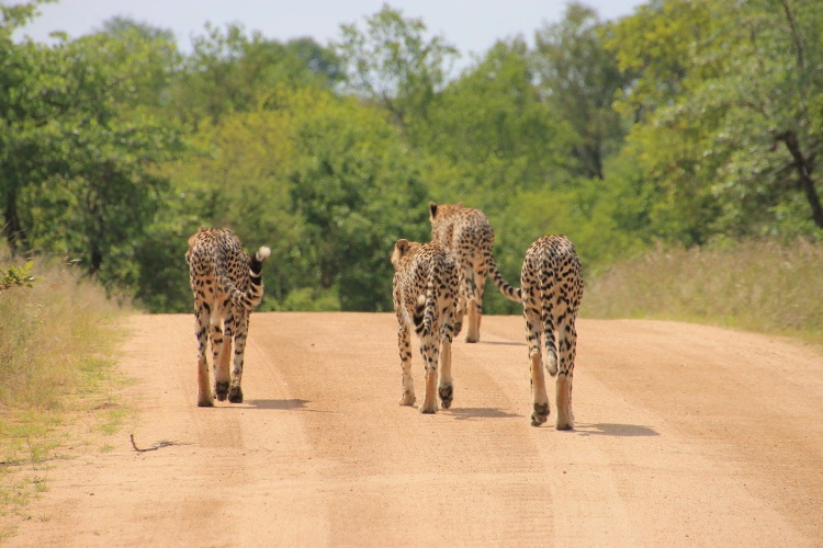 kruger national park.jpg