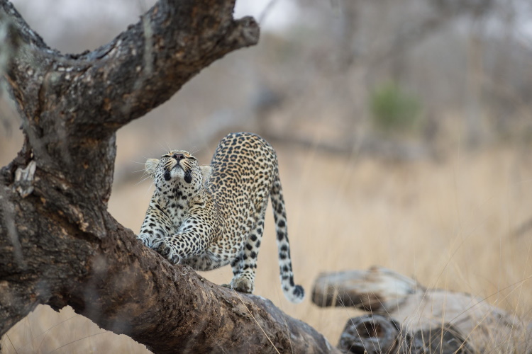 sunway south africa 008 kruger.jpg