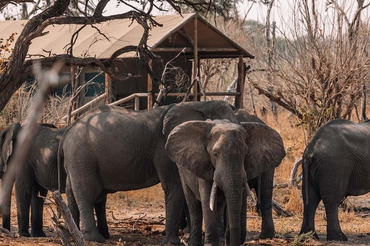 mogogelo camp olifanten.jpg