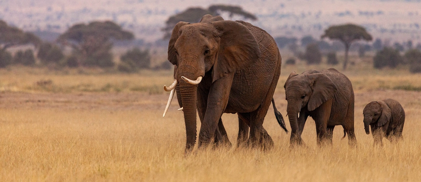  Diani Beach Kenia Safari  thumbnail
