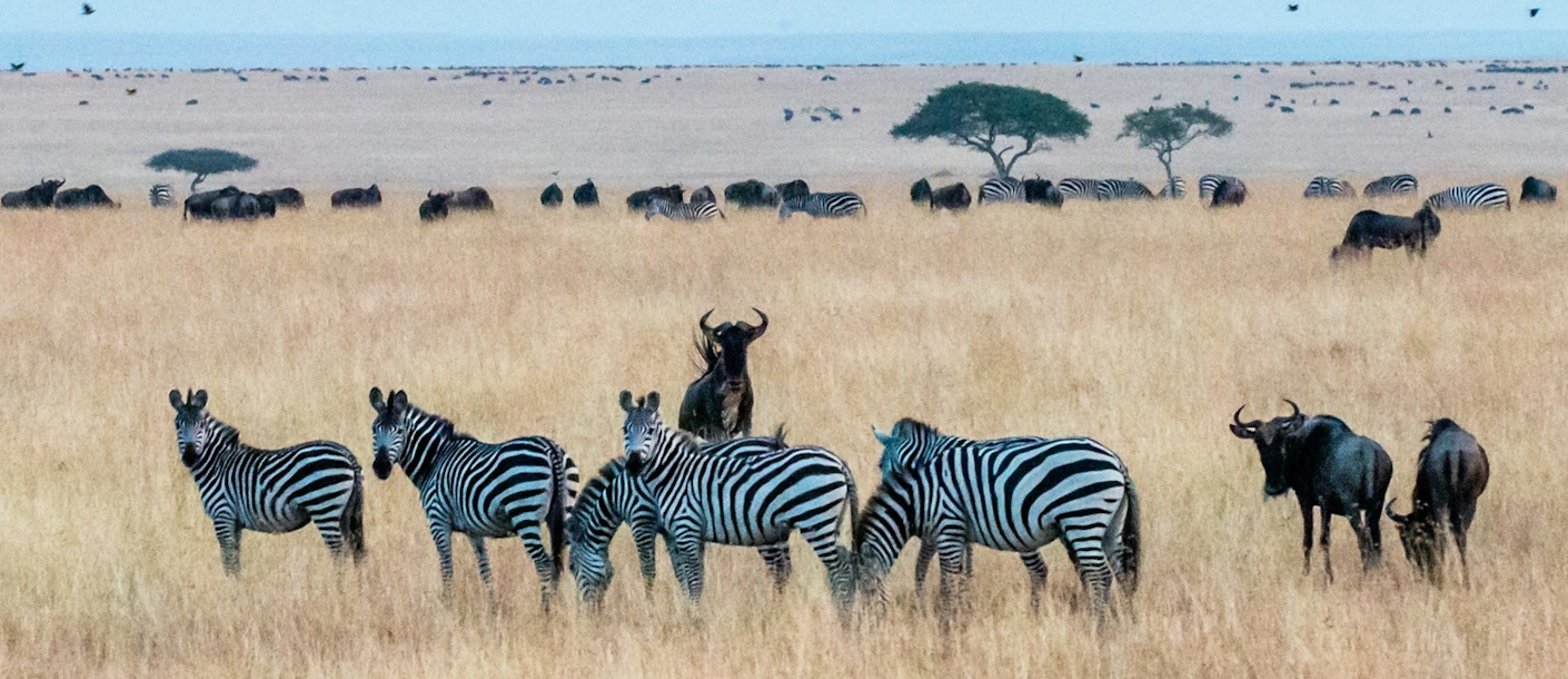  Budget Kampeersafarireis Van 2 Weken In Tanzania En Kenia  thumbnail