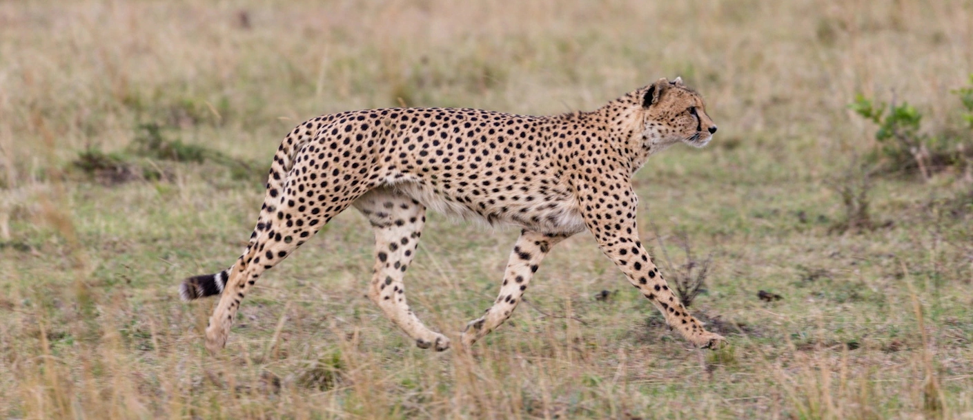  Safari Kenia Beste Reistijd  thumbnail