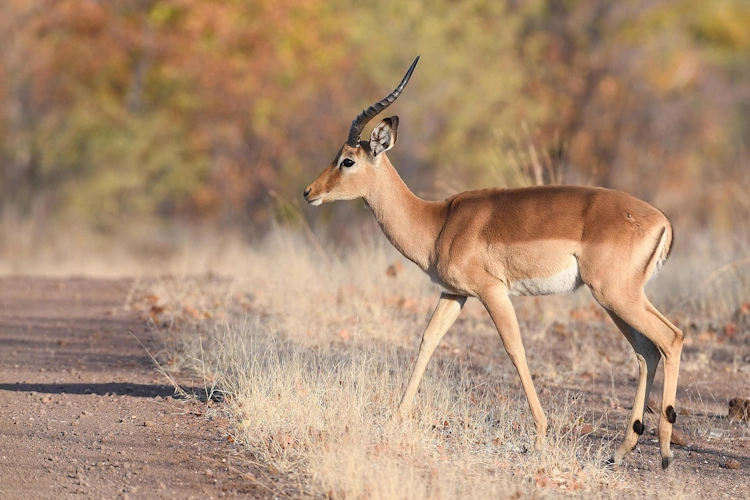robins camp omgeving impala.webp