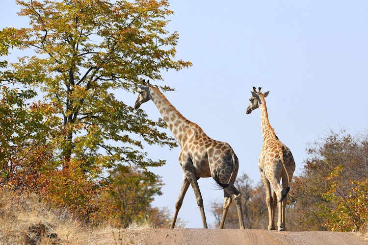 robins camp omgeving giraffen.webp