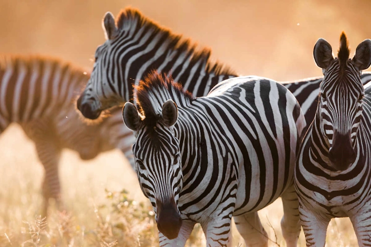 mogotlho safari lodge wildlife.webp