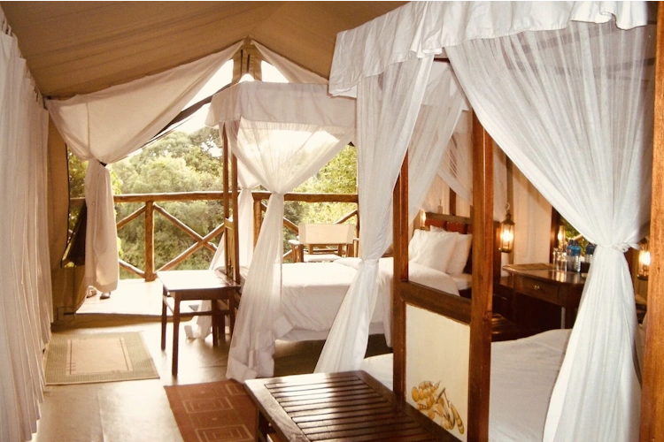 fig tree camp tent kamer.webp