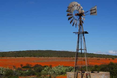 Klik op de afbeelding voor een vergroting namaqua