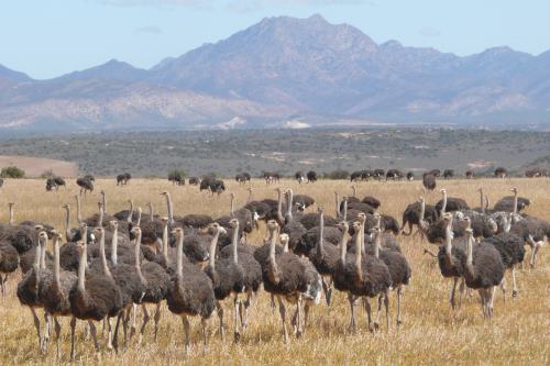 Oudtshoorn