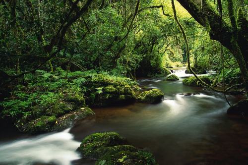 sabie
