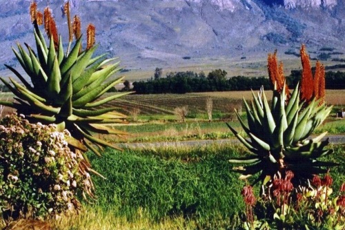 Albertinia