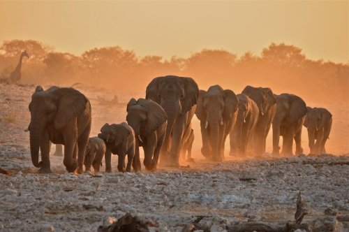 Klik op de afbeelding voor een vergroting Rondreis Namibie - Namibie in vogelvlucht - autorondreis dag 06