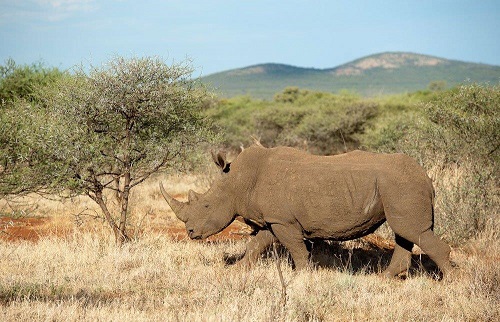 Madikwe Madikwe