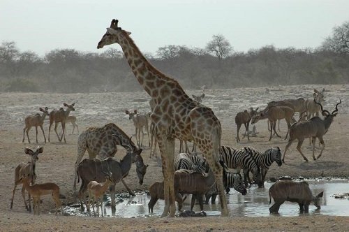 etosha_waterhole