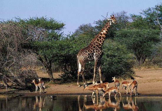 Klik op de afbeelding voor een vergroting Spioenkop Nature Reserve
