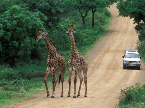Klik op de afbeelding voor een vergroting Hluhluwe_Imfolozi_Game_Reserve 2