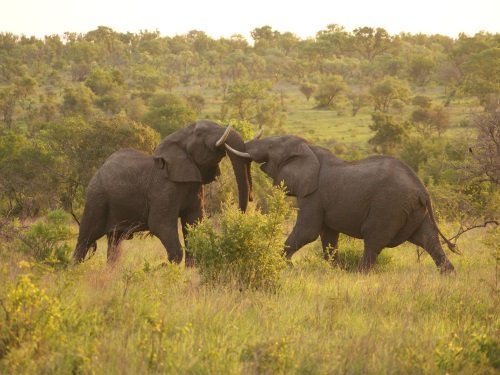 Klik op de afbeelding voor een vergroting addo
