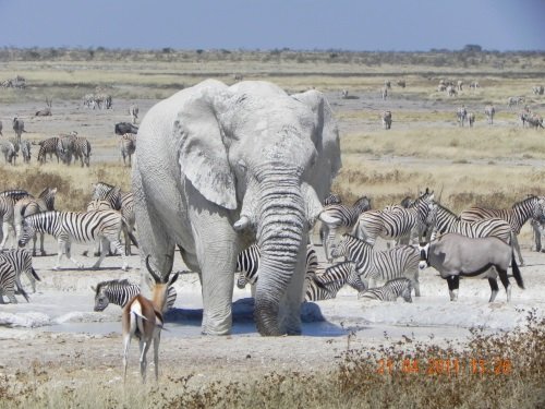 Klik op de afbeelding voor een vergroting etosha