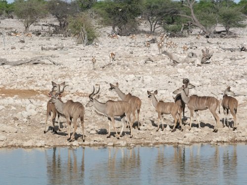 Klik op de afbeelding voor een vergroting etosha2
