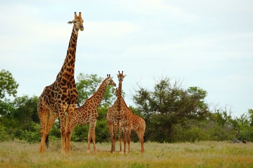 Klik op de afbeelding voor een vergroting Botswana_Wildlife_Breakaway