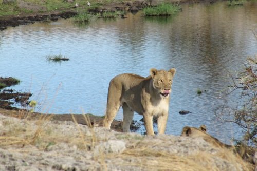 Klik op de afbeelding voor een vergroting Lion Moremi NP