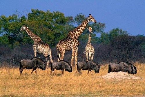 Klik op de afbeelding voor een vergroting Hwange National Park