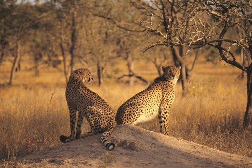 Klik op de afbeelding voor een vergroting Cheetah