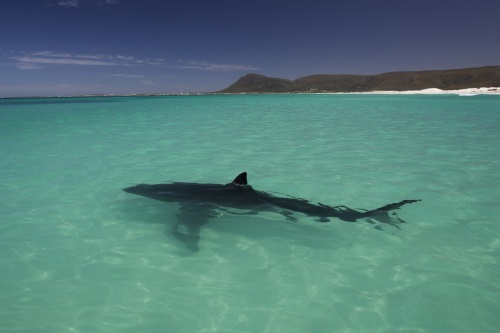 Gansbaai