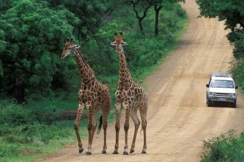 Klik op de afbeelding voor een vergroting Hluhluwe_Imfolozi_Game_Reserve 3