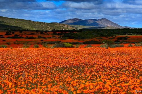 Klik op de afbeelding voor een vergroting northern cape spring