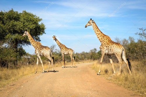 Klik op de afbeelding voor een vergroting Sfeer Kruger 002
