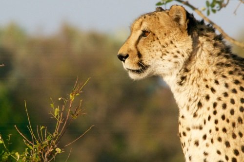 Klik op de afbeelding voor een vergroting sfeer Hwange 002