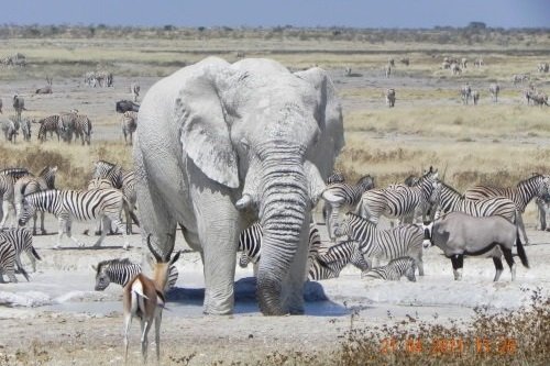 Klik op de afbeelding voor een vergroting etosha 010