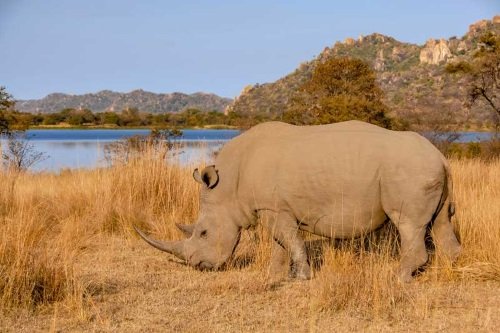 Klik op de afbeelding voor een vergroting Matobo