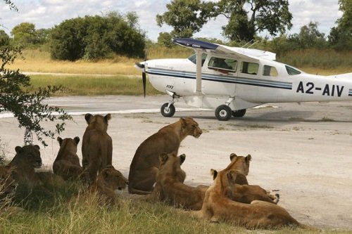 Klik op de afbeelding voor een vergroting sfeerfoto fly inn safari