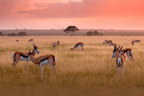 Klik op de afbeelding voor een vergroting Central Kalahari Game Reserve 001