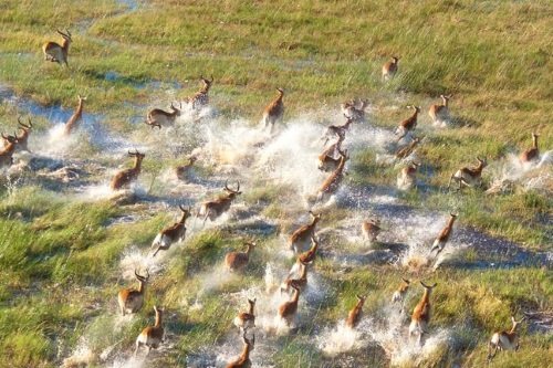 Klik op de afbeelding voor een vergroting Okavango Delta vanuit de lucht