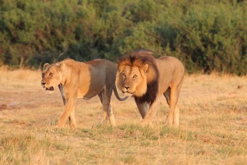 Klik op de afbeelding voor een vergroting Hwange 011