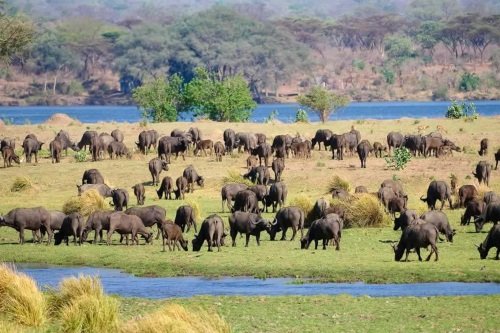 Klik op de afbeelding voor een vergroting Mana Pools National Park