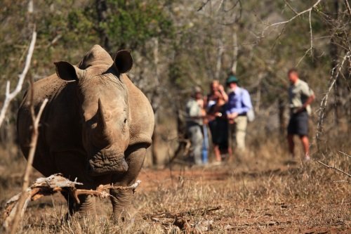 Klik op de afbeelding voor een vergroting Rhino tracking in Matopos National Park