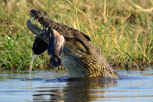 Klik op de afbeelding voor een vergroting Crocodile in Chobe River