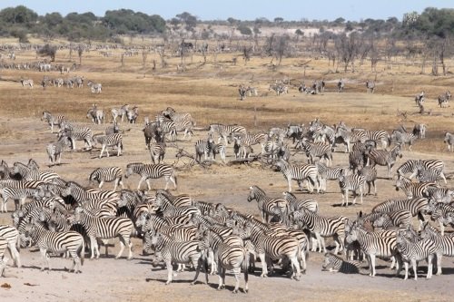Klik op de afbeelding voor een vergroting Makgadikgadi Pans National Park 002
