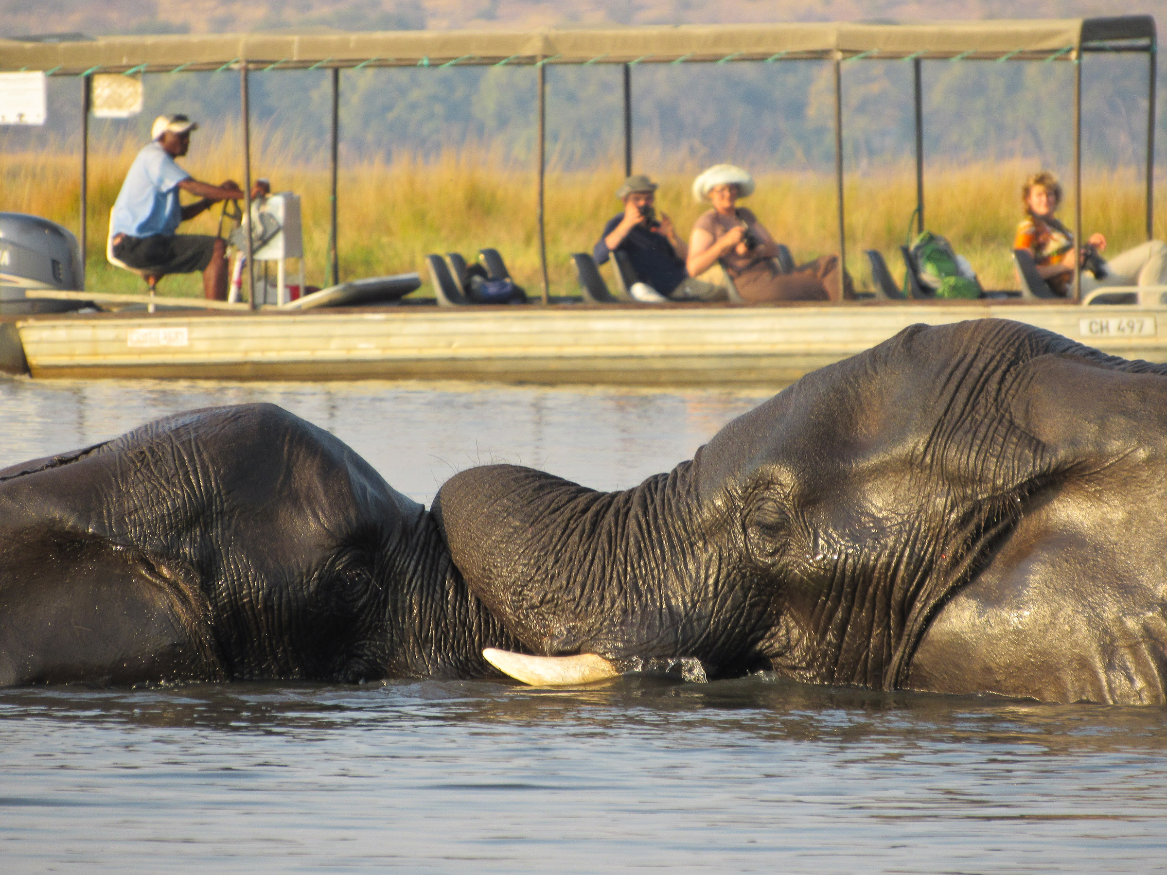 Sunway Safaris Botswana Chobe Olifanten